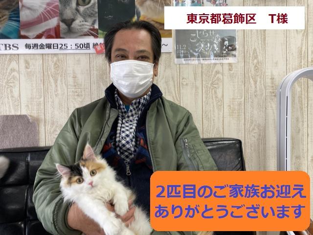 サイベリアン 💕猫アレルギー有る方にお勧め猫種💕