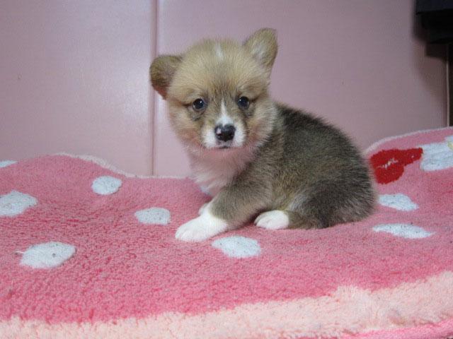 ウェルシュコーギーペンブローク