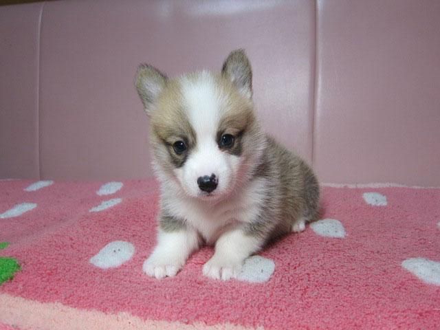 ウェルシュコーギーペンブローク