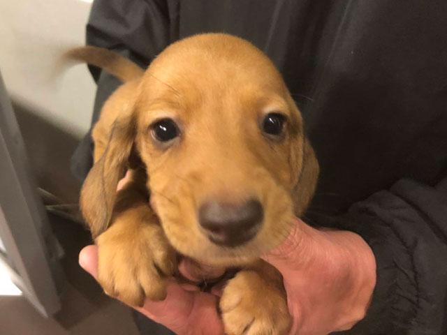 ミニチュアダックスフンド