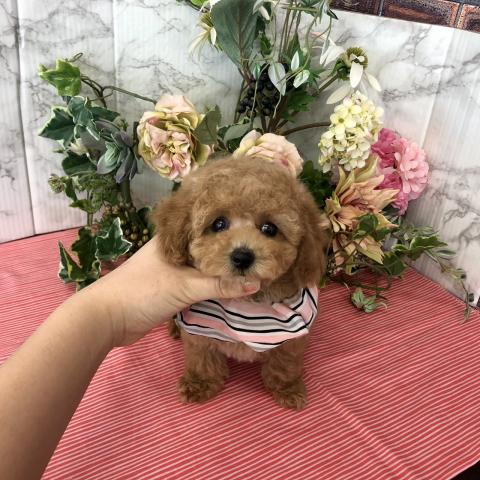 タイニープードル