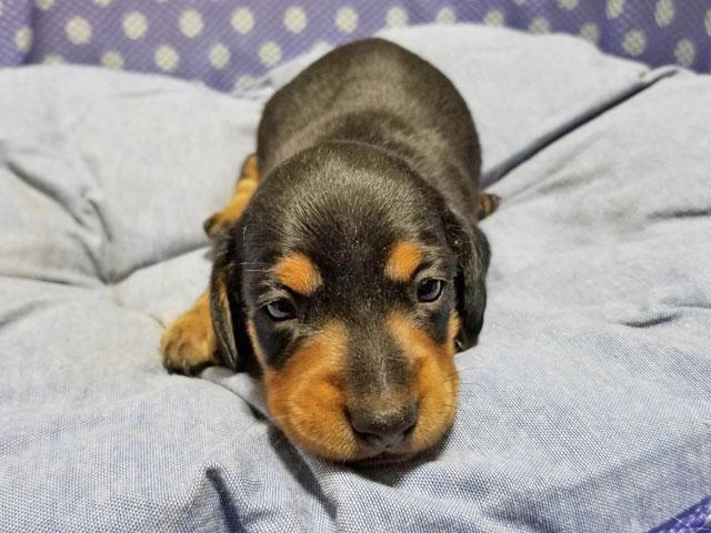 ミニチュアダックスフンド
