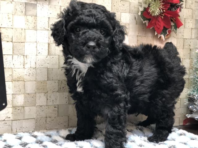 ミニチュアプードル