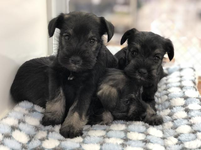 ミニチュアシュナウザー