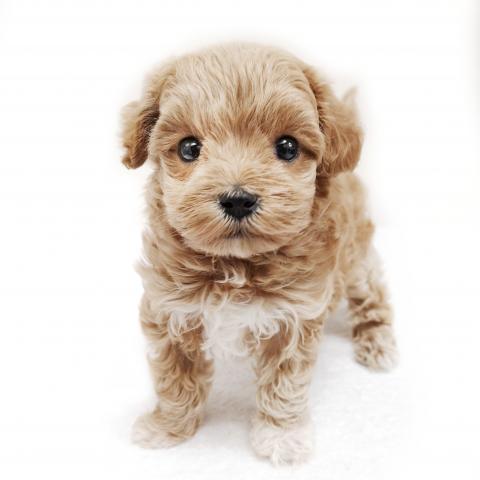 MIX　★人気のマルプーちゃん♡★