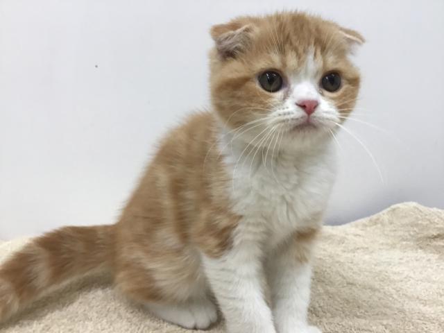 スタイルパウズ川口店 埼玉県 子犬や子猫たちのペット販売情報が満載 ペットステーション スタイルパウズ川口店 埼玉県 子犬や子猫たちのペット販売情報が満載 ペットステーション