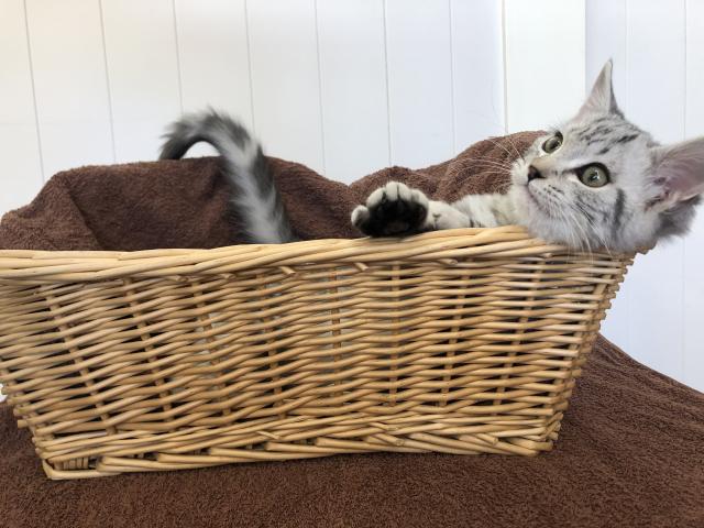 アメリカンショートヘアー