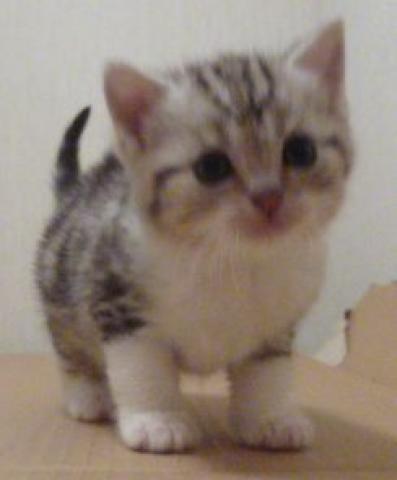 スコティッシュフォールド