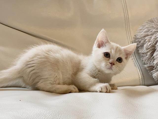 ミヌエット（旧ナポレオン）♡ふわもこ短足ちゃん