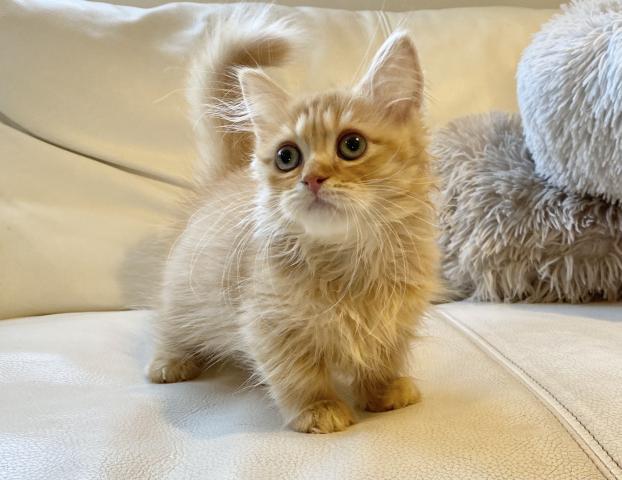 ミヌエット（旧ナポレオン）♡ふわロングの短足ちゃん