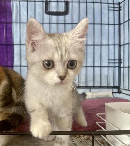 ミヌエット（旧ナポレオン）