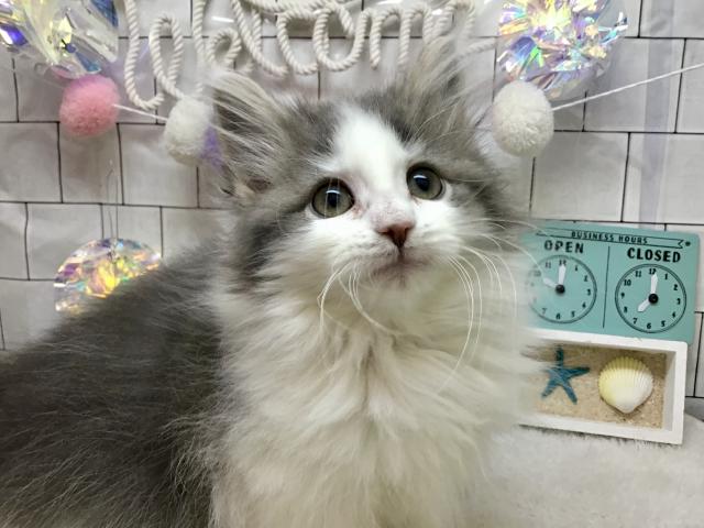 ノルウェージャンフォレストキャット