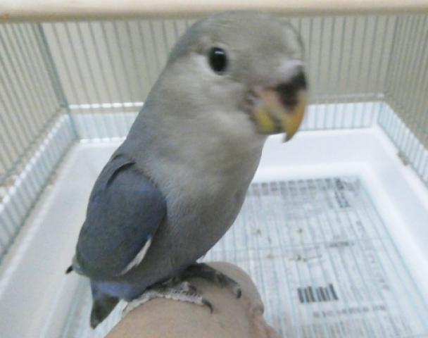 コザクラインコ　ＷＦバイオレット