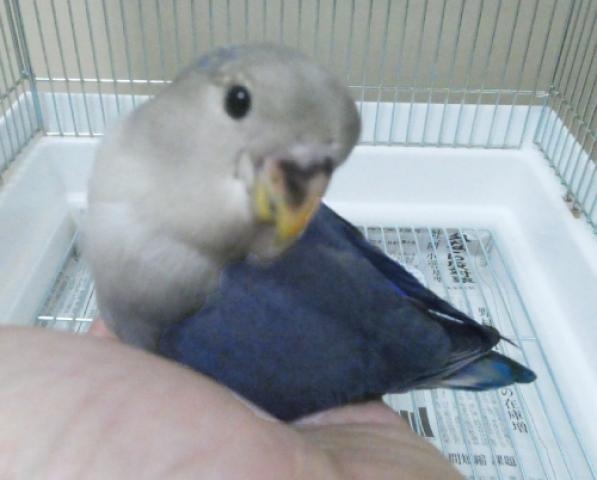 コザクラインコ　ＷＦバイオレット