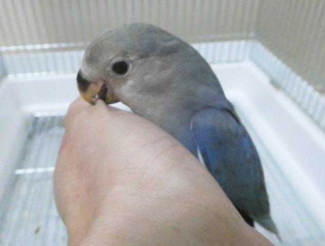 コザクラインコ　ＷＦバイオレット