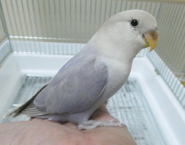 コザクラインコ　ＷＨバイオレットシナモンオパーリン　