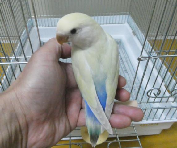 コザクラインコ　オーストラリアシナモン