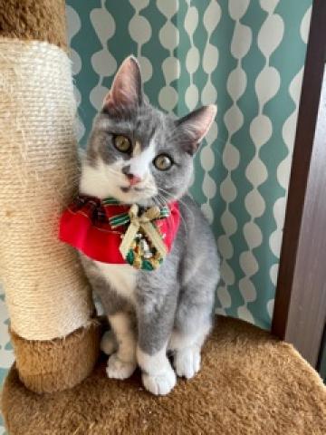 ミヌエット（旧ナポレオン）