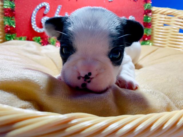 フレンチブルドッグ全て込のお値段です⸜（⍥）⸝♡