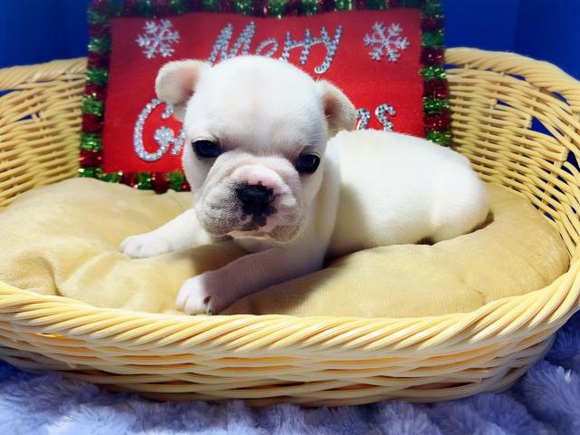 フレンチブルドッグ全て込のお値段です⸜（⍥）⸝♡