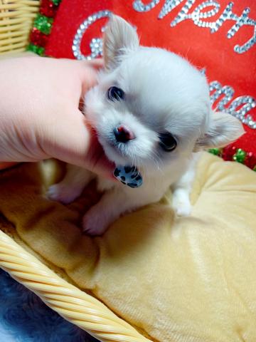 チワワ(ロングコート)全て込のお値段です⸜(⍥)⸝♡美形男子♡♡