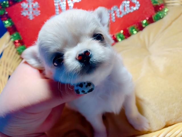 チワワ(ロングコート)全て込のお値段です⸜(⍥)⸝♡美少女登場\♡/"