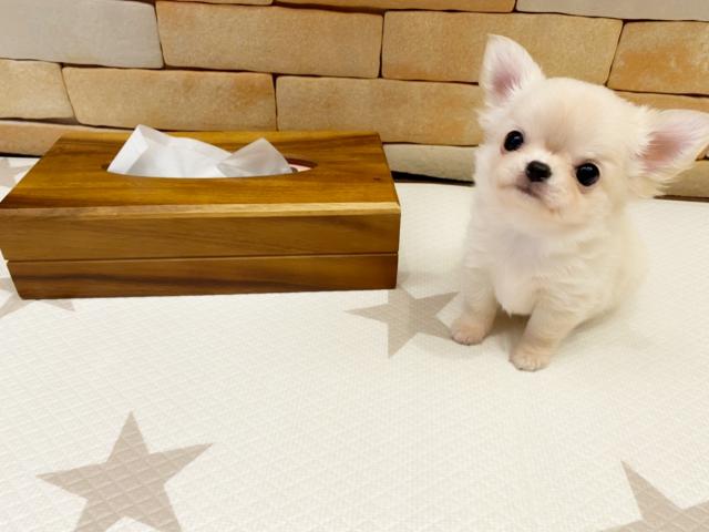 チワワ（ロングコート）