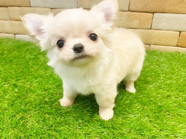 チワワ（ロングコート）