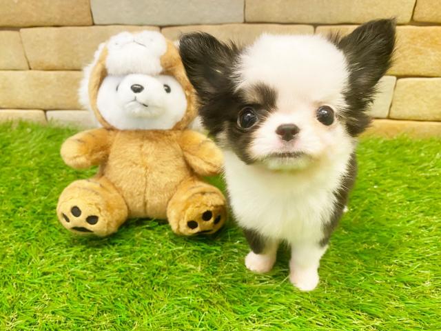 チワワ（ロングコート）