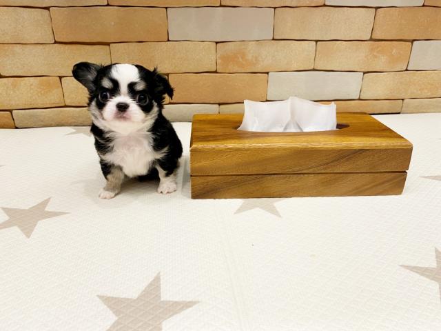 チワワ（ロングコート）