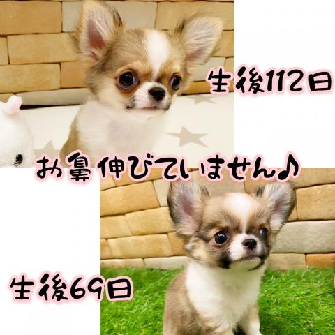 チワワ（ロングコート）