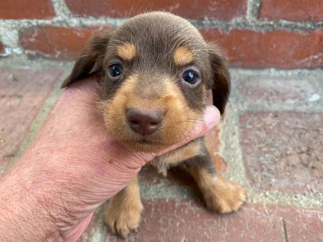 ミニチュアダックスフンド