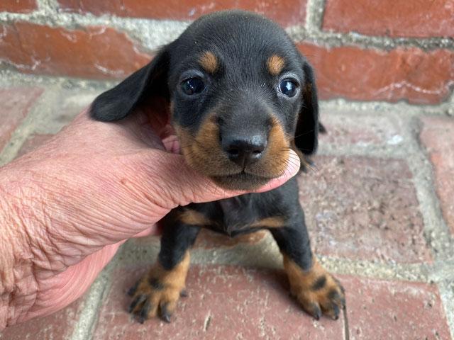 ミニチュアダックスフンド