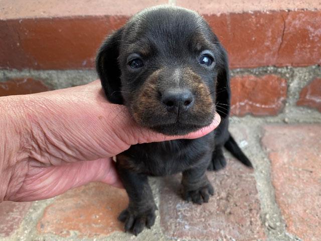 ミニチュアダックスフンド