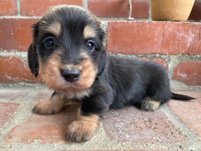 ミニチュアダックスフンド