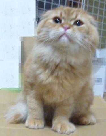 スコティッシュフォールド