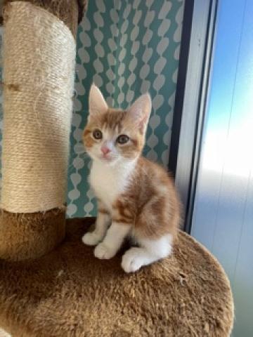 MIX(マンチカン×アメリカンショートヘアー）