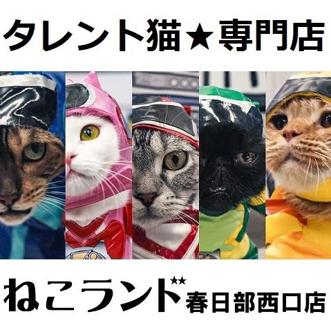 ⭐タレント猫、モデル猫 専門店⭐ねこランド春日部西口店