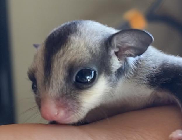 フクロモモンガ ノーマル