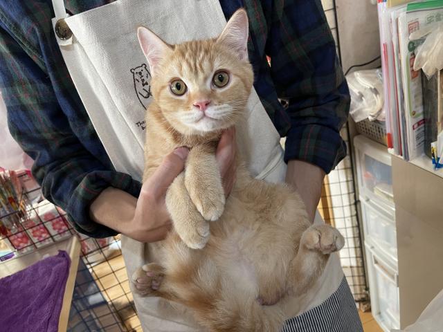 ミヌエット（旧ナポレオン）