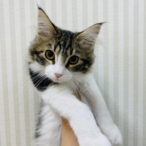 ノルウェージャンフォレストキャット