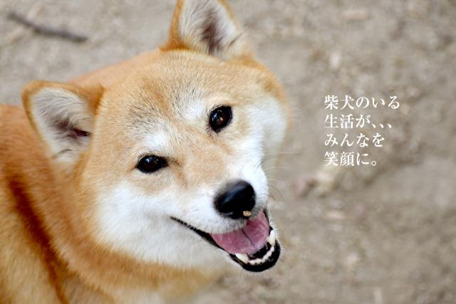 柴犬専門ブリーダー「きぶ」