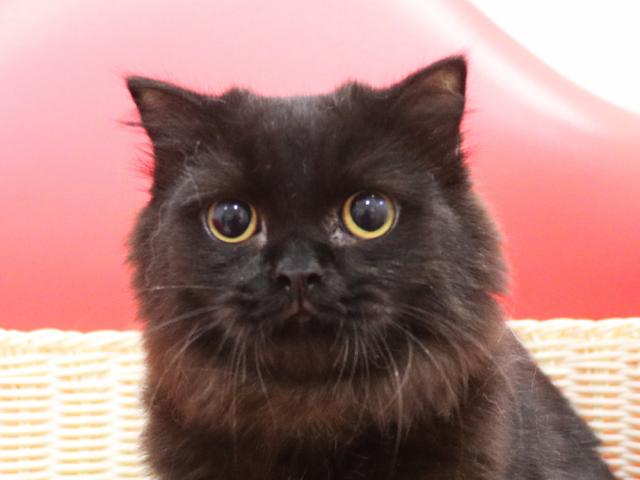 スコティッシュフォールド