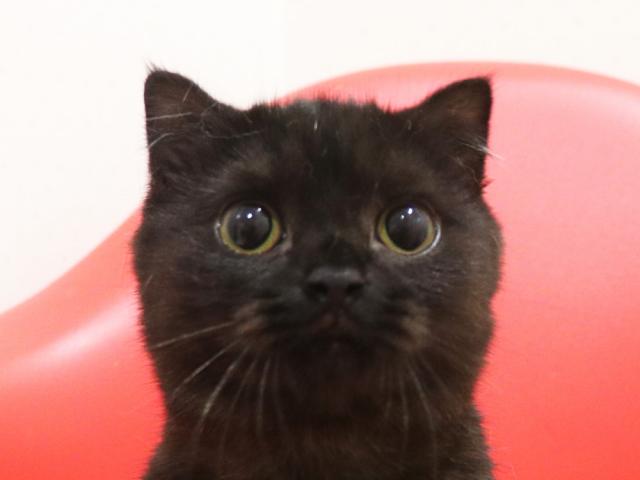 スコティッシュフォールド