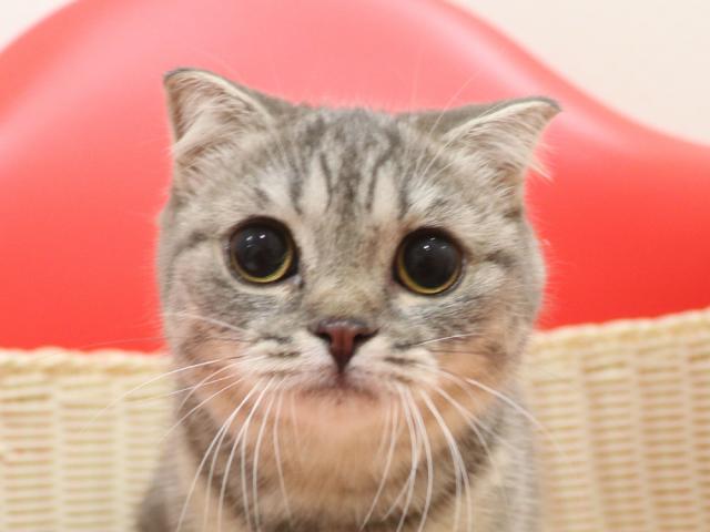 スコティッシュフォールド