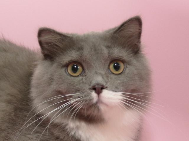 スコティッシュフォールド