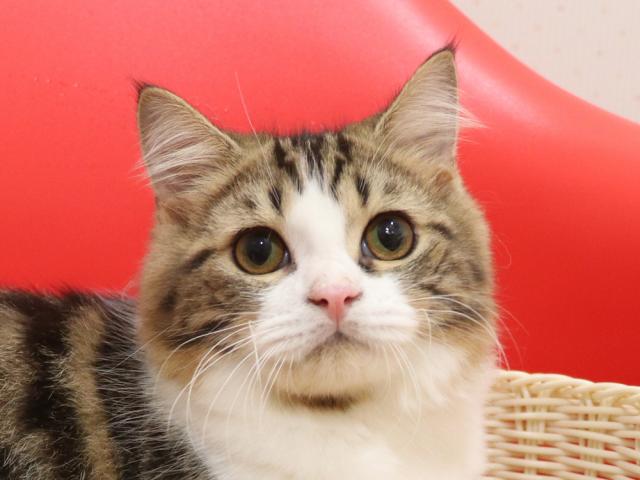 スコティッシュフォールド