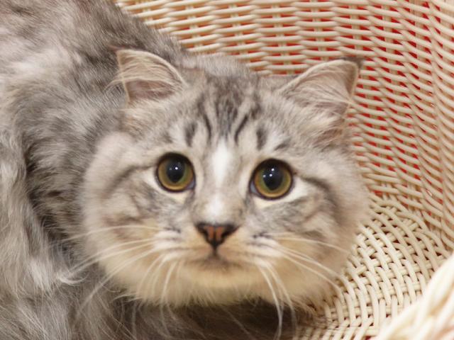 スコティッシュフォールド