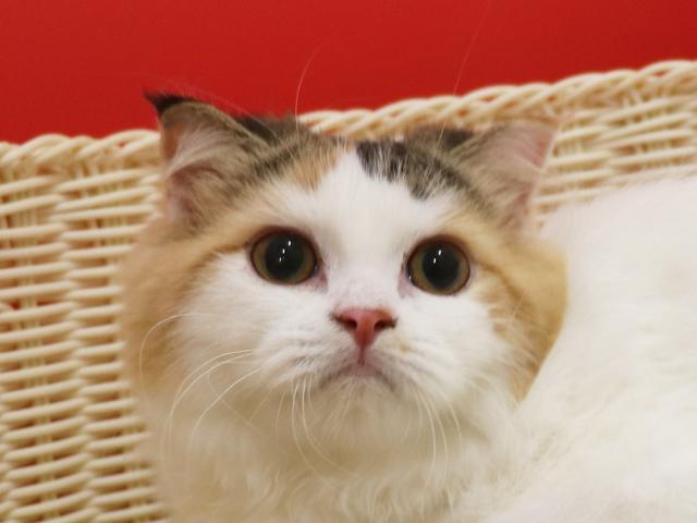 スコティッシュフォールド