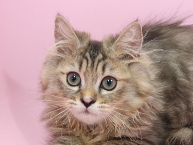 ミヌエット（旧ナポレオン）